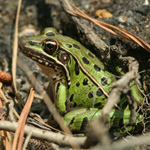 Southern Leopard Frog